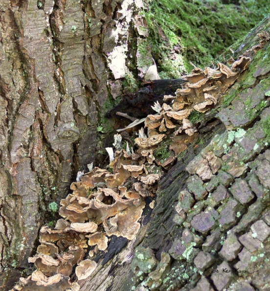 Bois des Moutiers (29) avril 2012